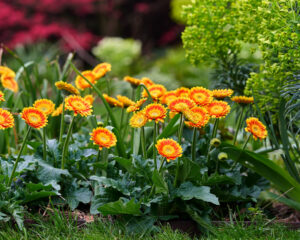 Garden Gerbera Garvinea Sweet Blaze HilverdaFlorist Lawn Garden