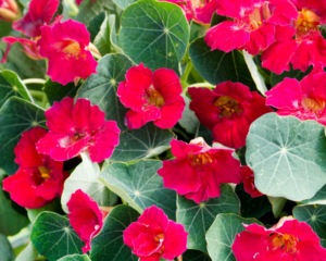 Aas Winner Tropaeolum Minus Baby Red Lawn Garden Retailer