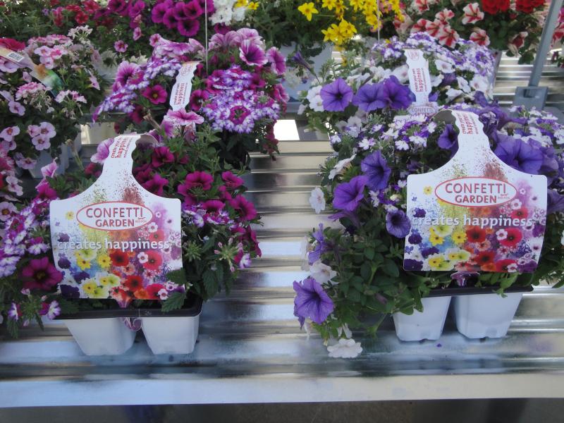 1 Confetti Garden in displays (Dummen) Lawn & Garden Retailer