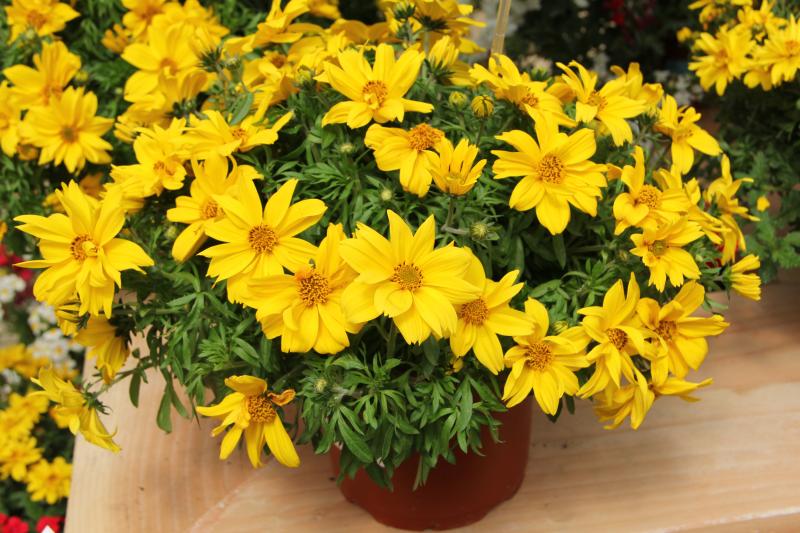 Bidens 'Popstar' (Kientzler) - Lawn & Garden Retailer