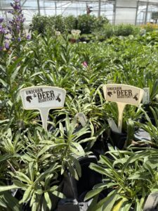 Groovy Plants Ranch