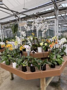 Orchids by Hausermann green goods