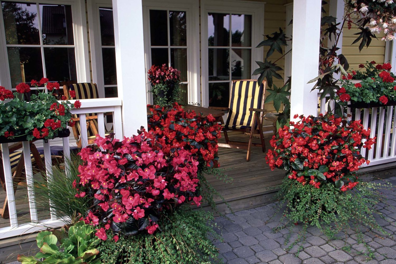 Begonias: The Perfect Landscape Plant - Lawn & Garden Retailer