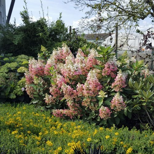 3 hydrangeapanlavalampflare001 Lawn & Garden Retailer