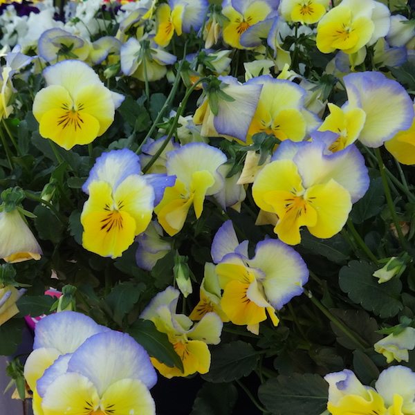 Pansy Cool Wave Blueberry Swirl 2 PanAm Lawn & Garden Retailer