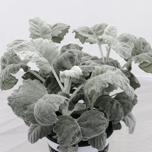 Senecio ‘Crushed Velvet’ Lawn & Garden Retailer