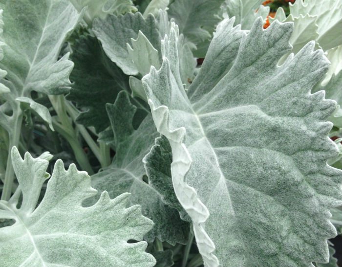 Hort Couture_Senecio Crushed Velvet Lawn & Garden Retailer