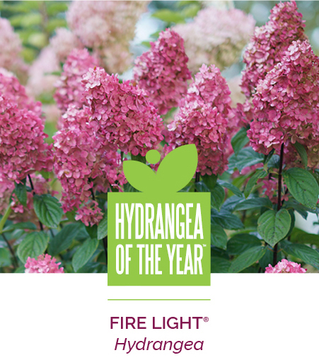 Fire-Light hydrangea