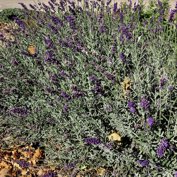 Lavender ‘Super Blue’ - Lawn & Garden Retailer