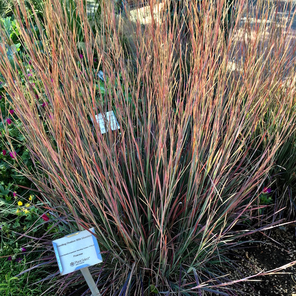 Schizachyrium 'Standing Ovation' - Lawn & Garden Retailer