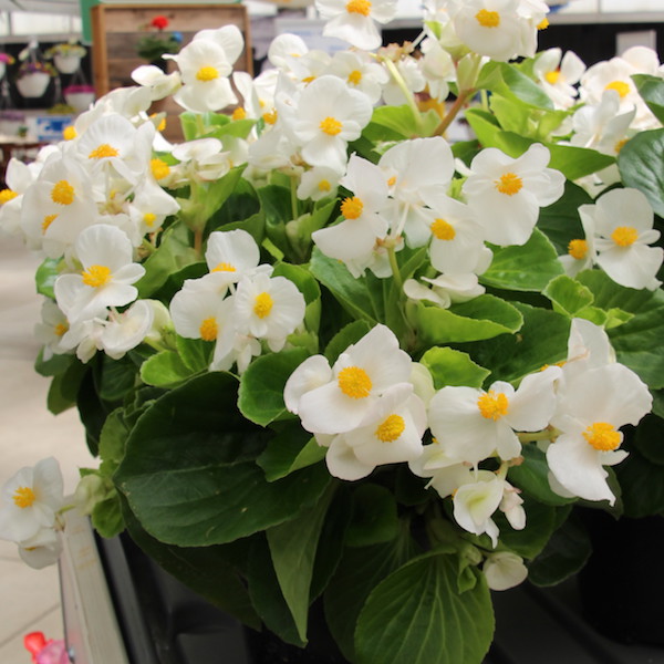 top hat begonias