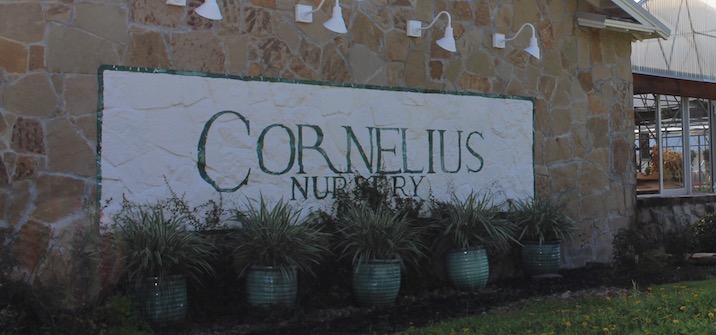 cornelius nursery