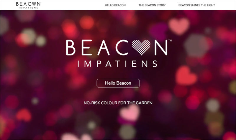 Beacon-Impatiens-Website-800x475
