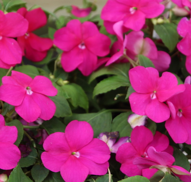 PanAm Seed Receives Patent for Beacon Impatiens - Lawn & Garden Retailer