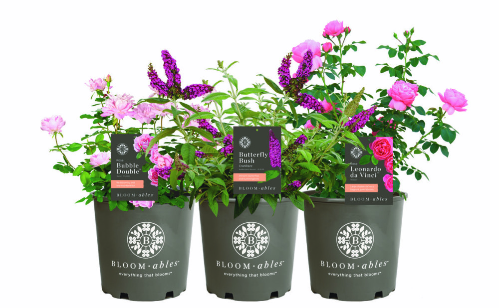 Star Roses and Plants Launches Bloomables