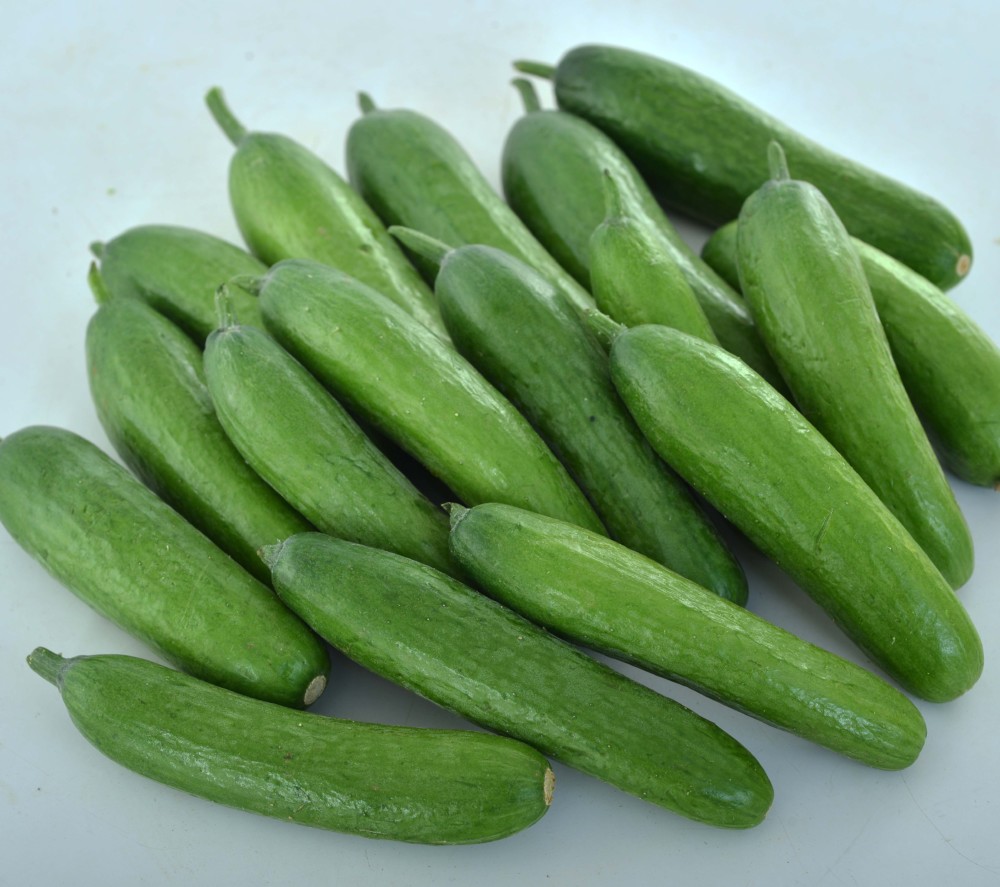 Five New Edible Varieties Earn AAS Winner Designation: Cucumber-Green-Light