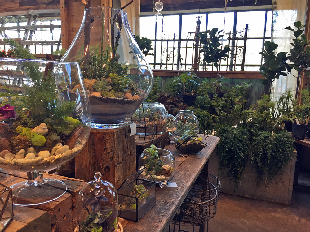 Its small world after all - miniature house plants terrariums
