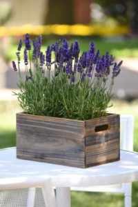 sparking more sales Fill your store in the shoulder season with edible flowers, lavender and highly scented plants