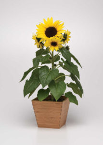 sparking more sales sunflower