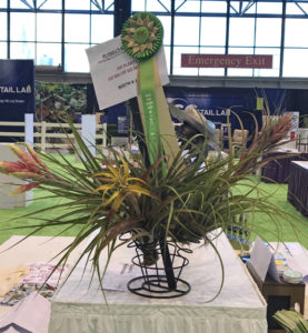 New Plant Zone, First Place- Tillandsia Arrangement of Yellow Star, Large Capitata Maroon & Tropiflora from Russell’s Bromeliads