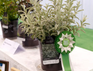 New Plant Zone, Second Place- First Editions Iceberg Alley Sageleaf Willow from Bailey Nurseries