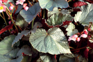 Terra Nova Nurseries Begonia SILVER Treasure