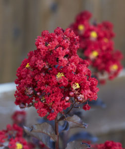 Red Hot™ Black Diamond® Crapemyrtle Lagerstroemia indica