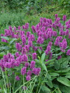 Stachys Hummelo (credit Saunders Brothers)