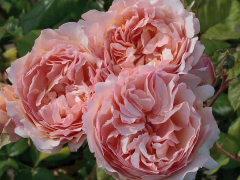 Star Roses and Plants Wins Four Awards from the 2020 American Garden Rose Princesse_Charlene_DeMonaco