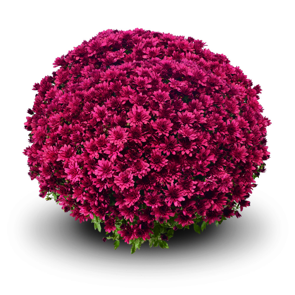 Chrysanthemum 'Ariuno Red' Gediflora