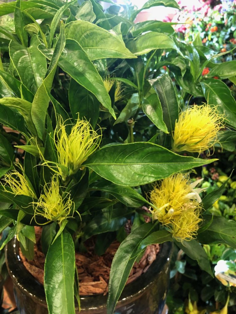 Island Tropical Foliage - Schaueria calytricha 'Yellow Dancer' Golden Plume