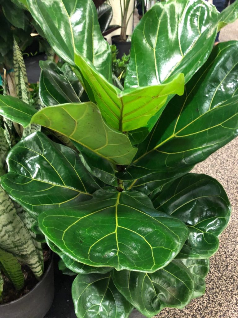 Railroad Nursery - Ficus lyrata Fiddle-Leaf Fig