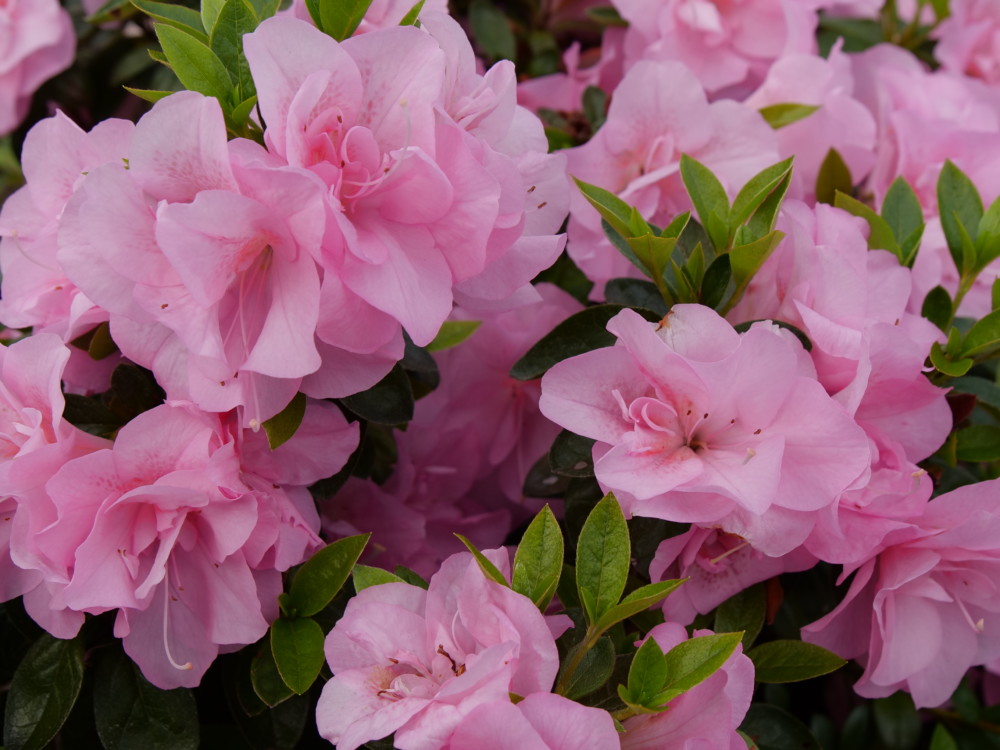 Rhododendron 'Perfecto Mundo Double Pink' Spring Meadow Nursery Inc.