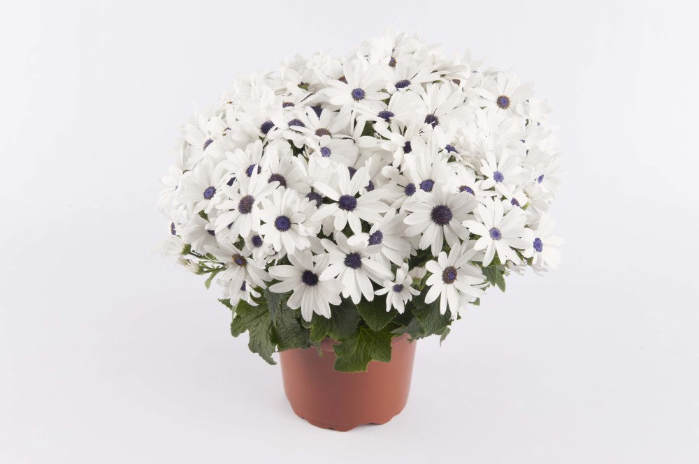 Pericallis 'Senetti White' Suntory Flowers