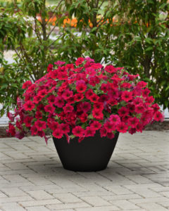 Petunia 'Wave Carmine Velour' Wave