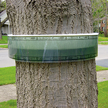 Envirometric Tree Band