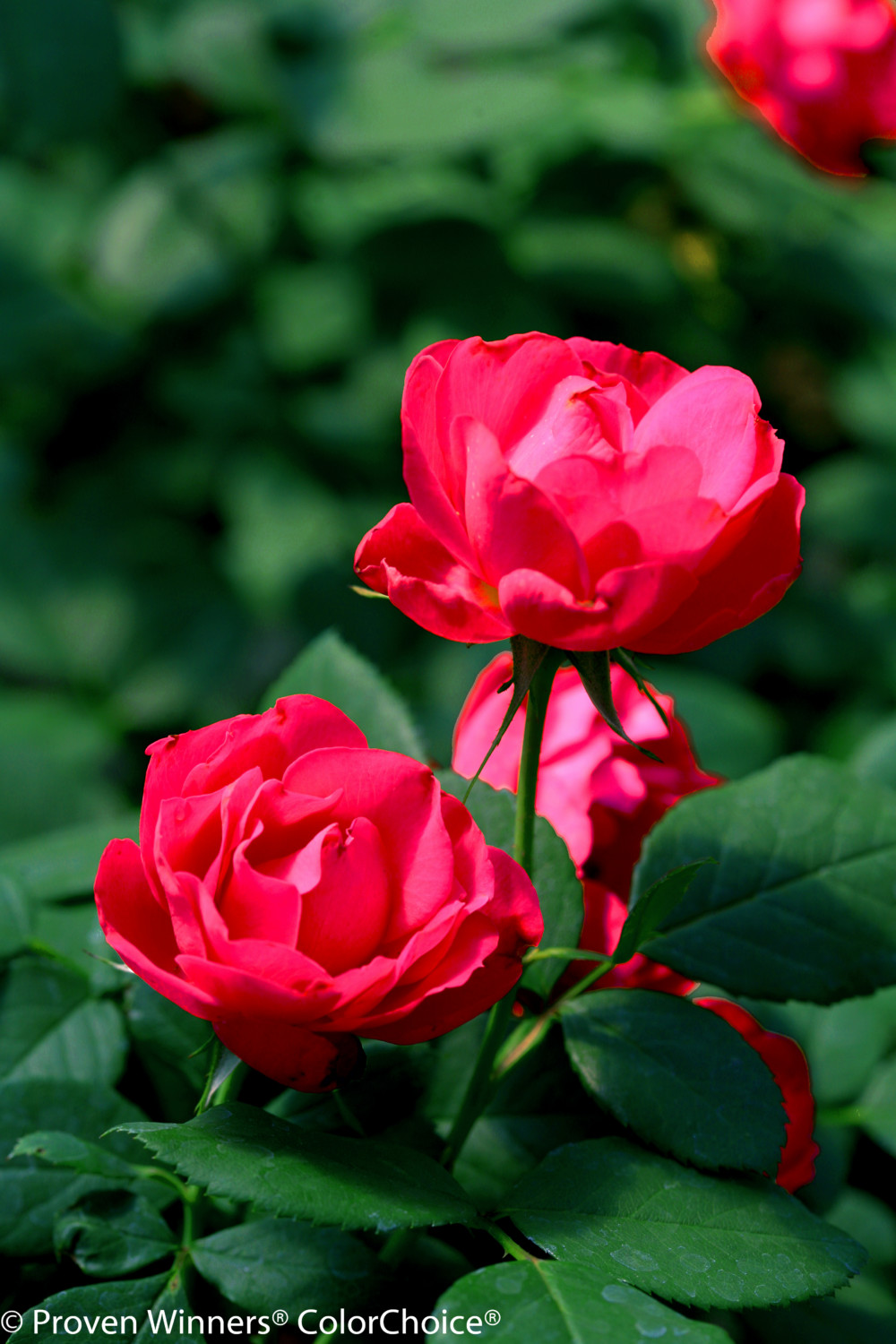 Proven Winner-Double-Red-rose