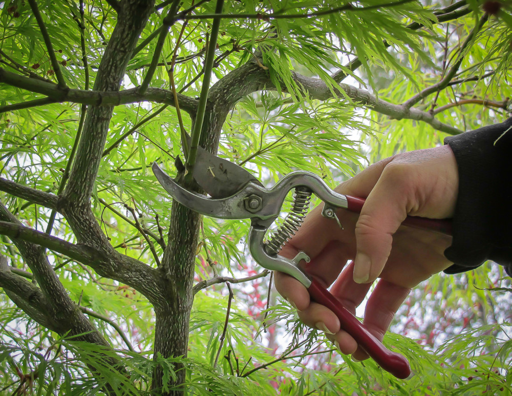Pruning Japanese Maples 002