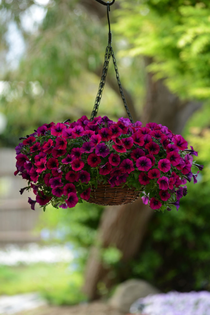 Shock Wave Deep Purple Petunia Hanging Basket, Seed