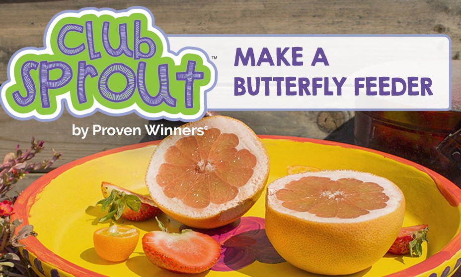 Proven Winners Club-Sprout-Butterfly-Feeder-vertical