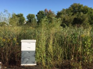 GrowHaus Bee Smart Sat promotes a healthy landscape. The focus is on native bees, honey bees and pollinators in general.