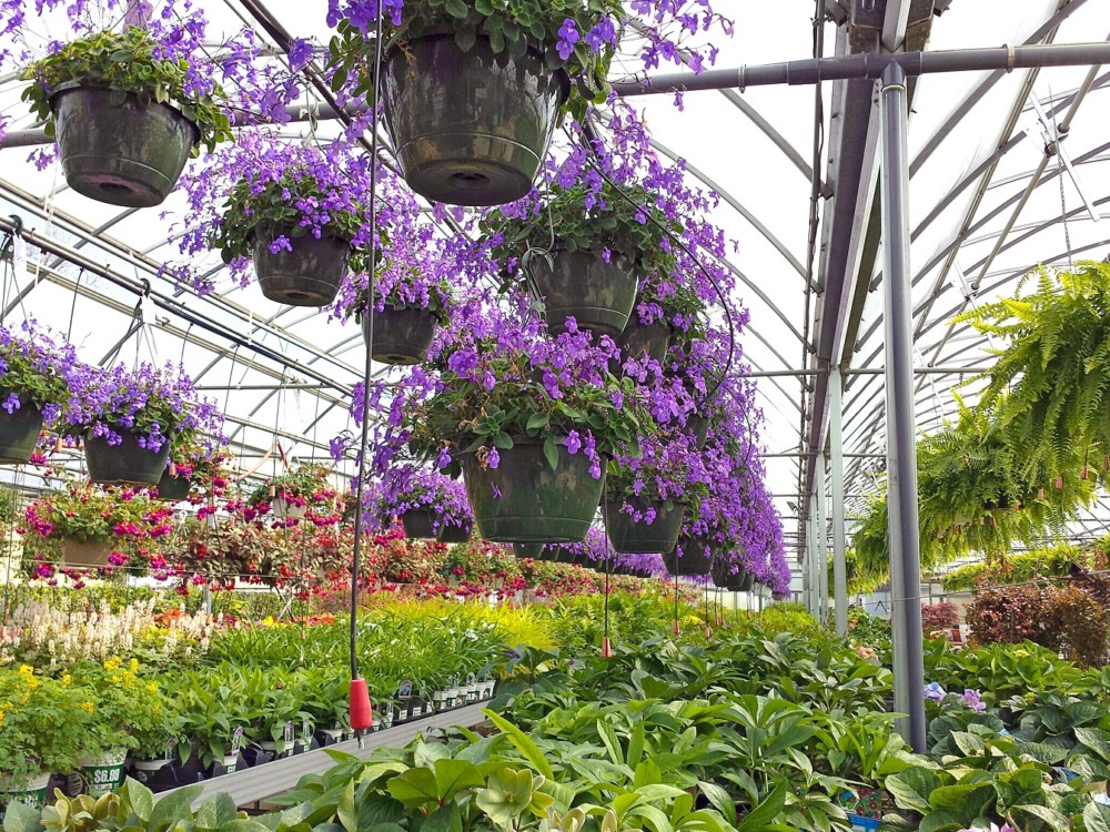 hanging pots in greenhouse