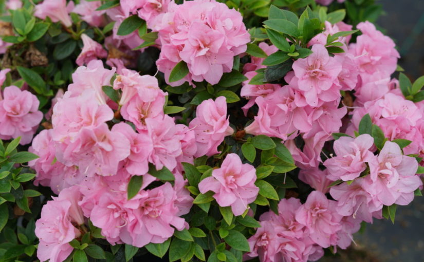 ProvenWinnersColorChoice-Rhododendron-Perfecto-Mundo-Double-Pink
