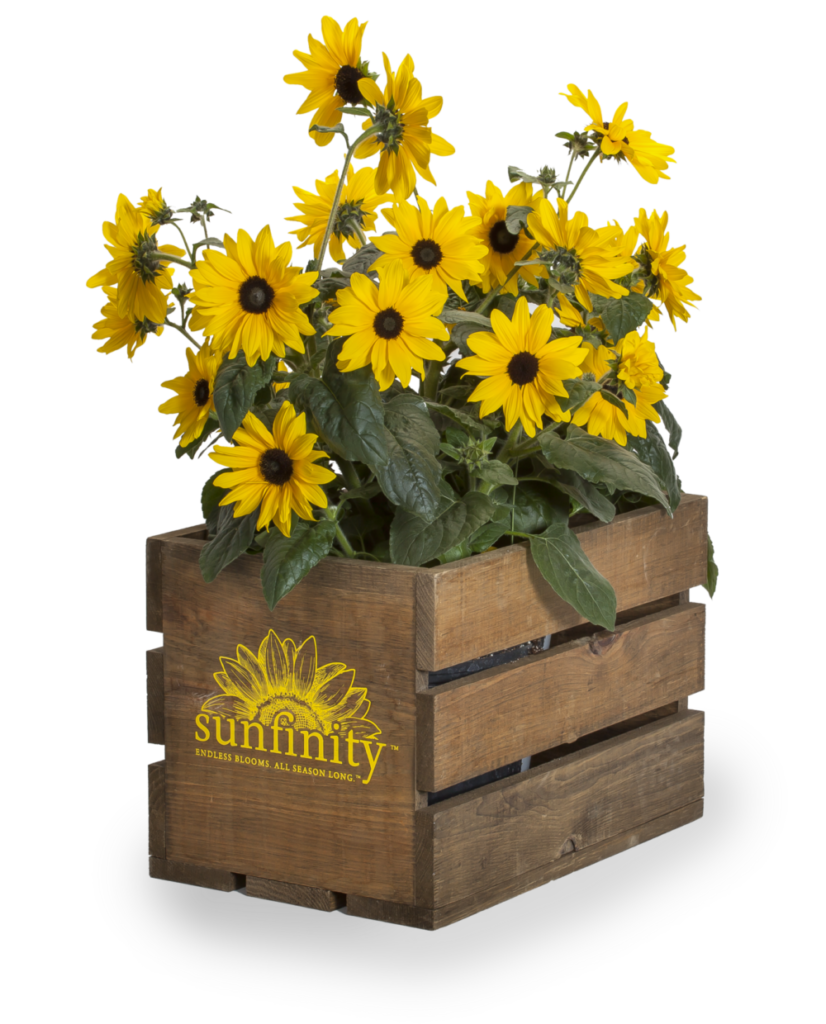 Syngenta Sunfinity Sunflowers