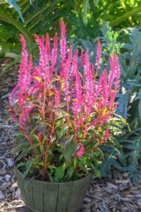 All America Selections Celosia Kelos Candela Pink
