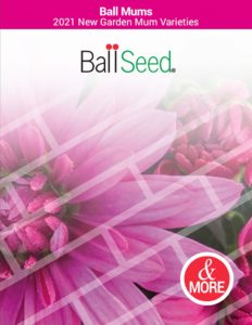 Ball Mums Debuts 2021 New Varieties Catalog cover