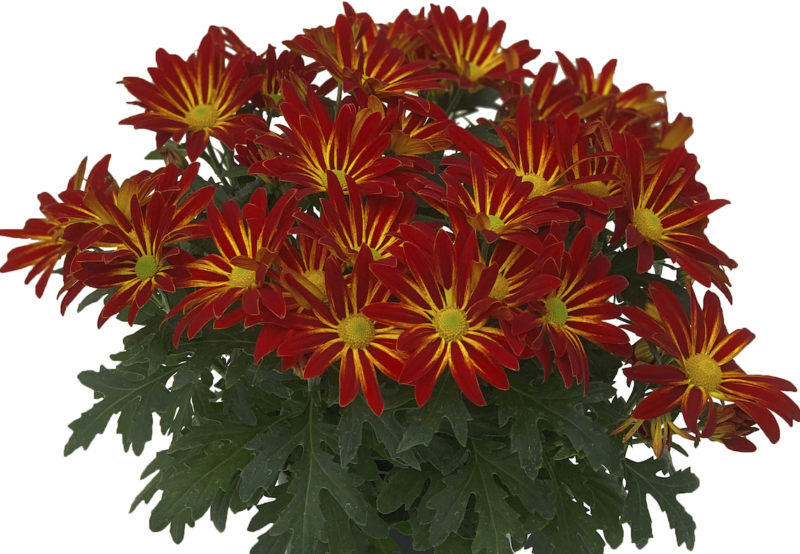 Syngenta Flowers’ Mum Catalog Now Available