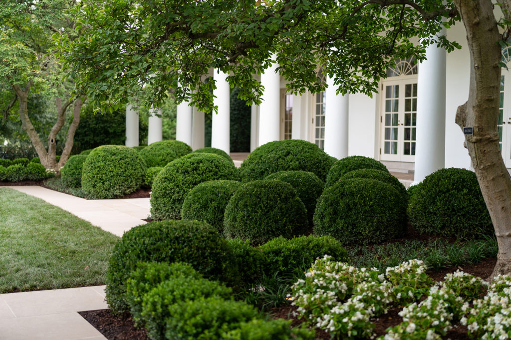 Saunders Brothers and NewGen® Boxwood Play Major Role in White House Rose Garden Renovation