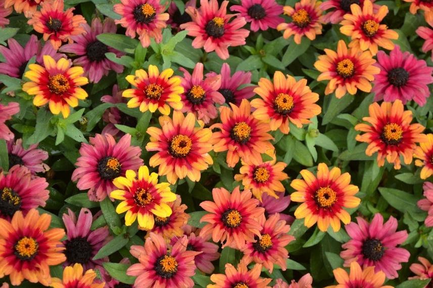 Zinnia Profusion Red Yellow Bicolor 