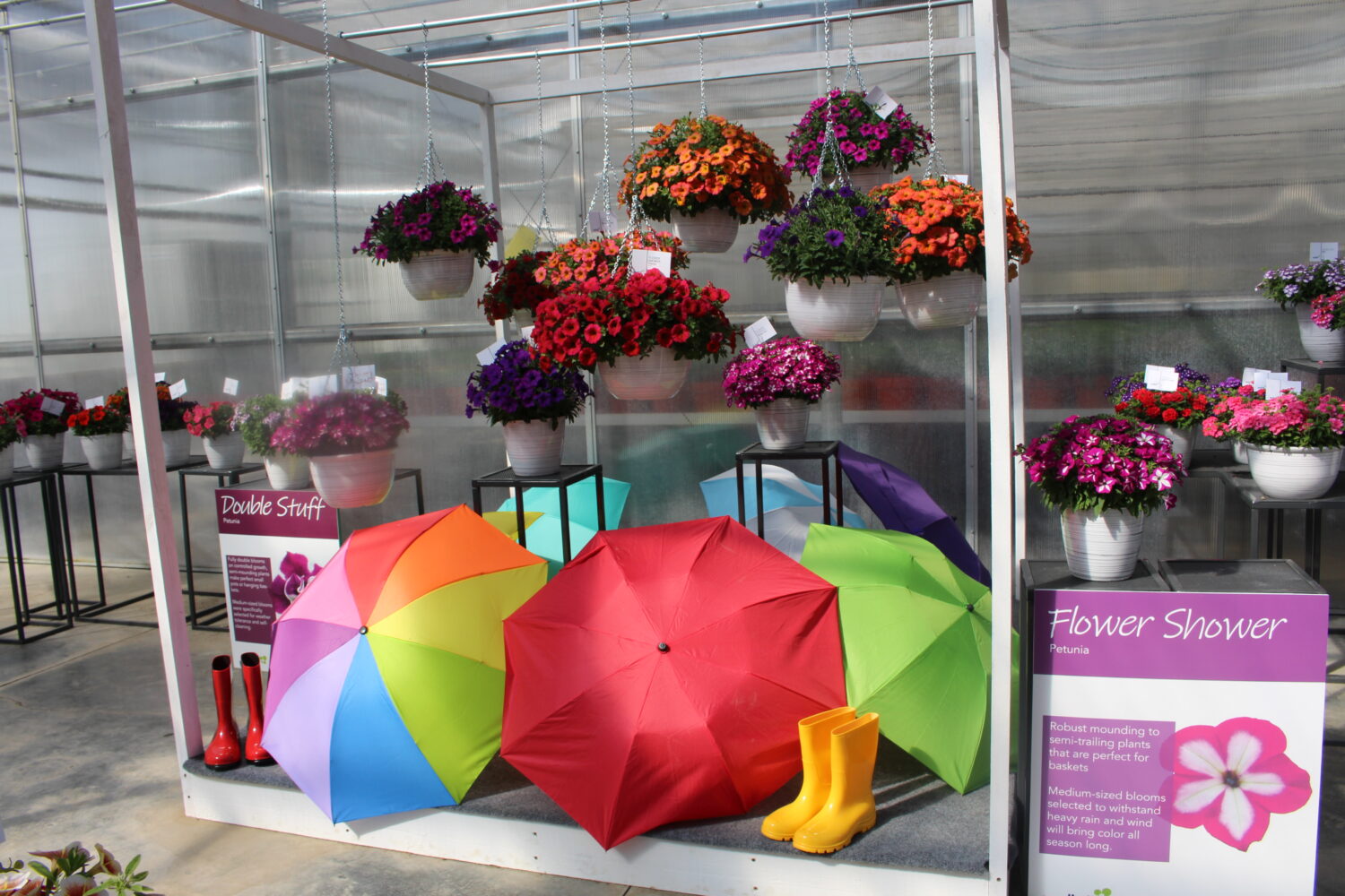 Westhoff's petunia Flower Shower series was displayed colorfully at CAST 2023.